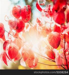 Red autumn foliage with sunbeam in garden or park, fall outdoor nature background