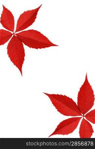 Red autumn leaf border