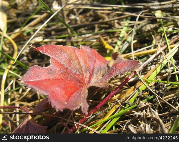 Red autumn leaf lay on the ground