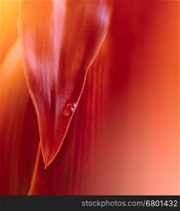 red autumn leaf with drop
