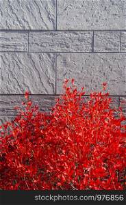 Red autumn leaves bush and grey colour stone wall background under beautiful sunlight