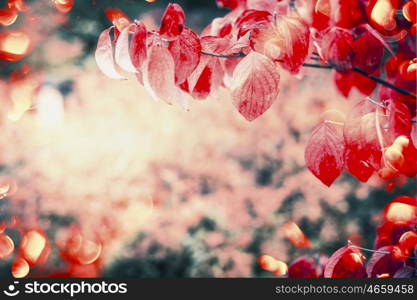 Red autumn leaves in garden or park with sunlight and bokeh, outdoor fall nature background