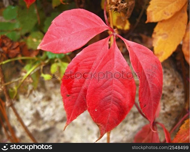 Red autumn leaves of the twisted plant