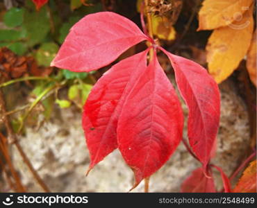 Red autumn leaves of the twisted plant