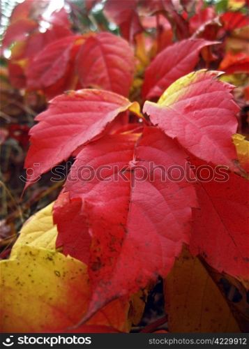 Red autumn leaves of the twisted plant