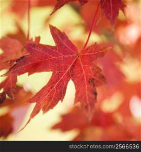 Red autumn maple leaf.