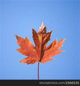 Red autumn maple leaf with blue sky as the background.