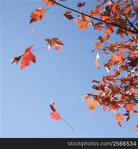 Red autumn maple leaves falling from tree with blue sky as background.