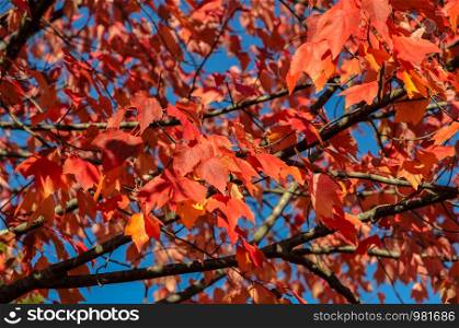 Red autumn maple leaves tree with blue sky background