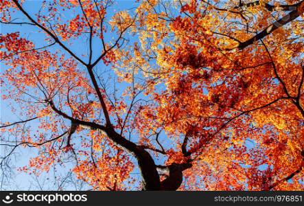 Red autumn maple tree against blue sky at Aizu Wakamatsu Tsuruga Jo Castle park. Beautiful Japan season change nature scene