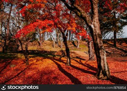 Red autumn maple tree garden at Aizu Wakamatsu Tsuruga Jo Castle. Beautiful Japan season change nature scene