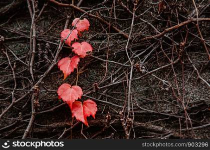 Red autumn vine leaves on stone surface close up detail background - Japan colourful season change concept nature scene wallpaper