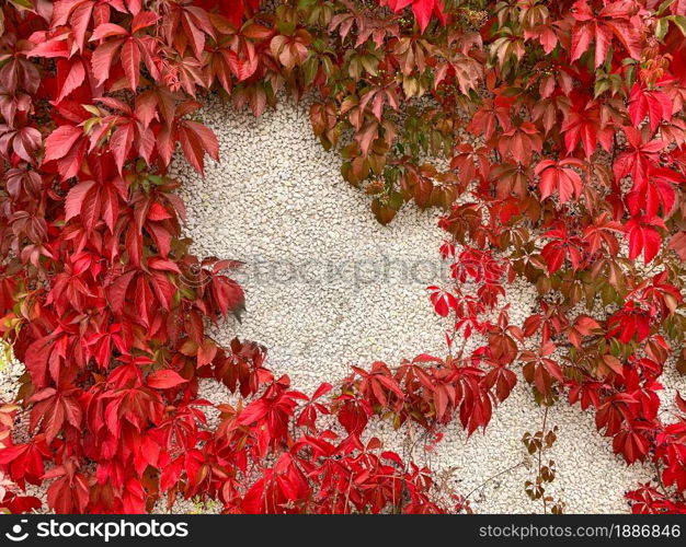 Red autumn virginia leaves vine against stone wall