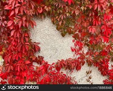 Red autumn virginia leaves vine against stone wall