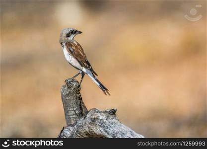 Red-backed Shrike isolated in blur background in Kruger National park, South Africa ; Specie Lanius collurio family of Laniidae. Red-backed Shrike in Kruger National park, South Africa