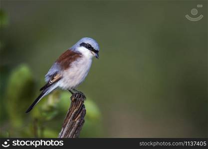 Red-backed Shrike male isolated in natural background in Kruger National park, South Africa ; Specie Lanius collurio family of Laniidae. Red-backed Shrike in Kruger National park, South Africa