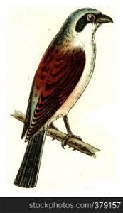 Red-backed shrike, vintage engraved illustration. From Deutch Birds of Europe Atlas.