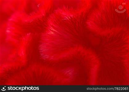Red background abstract of Cockscomb or Chinese Wool Flower (Celosia argentea)