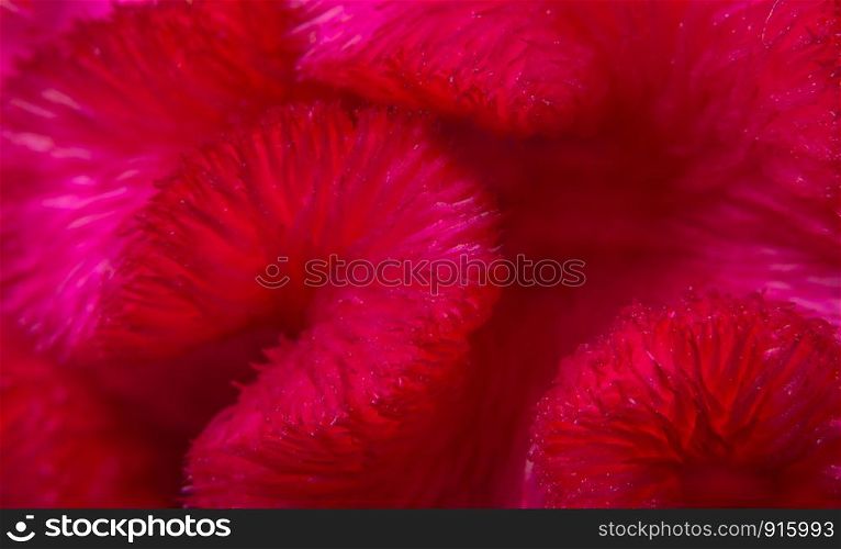 Red background macro flower patterns