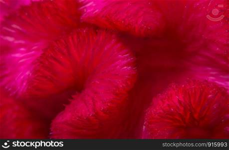 Red background macro flower patterns