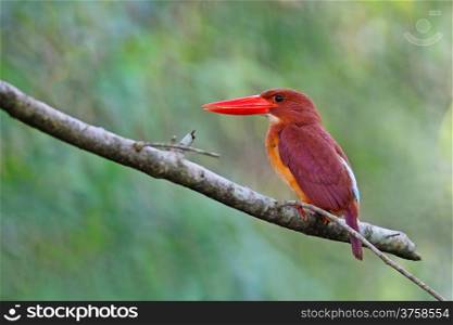 Red Beautiful bird, Ruddy Kingfisher (Halcyon coromanda) on a branch