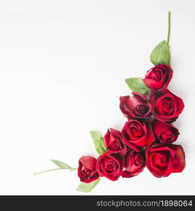 red beautiful roses white background. Resolution and high quality beautiful photo. red beautiful roses white background. High quality beautiful photo concept