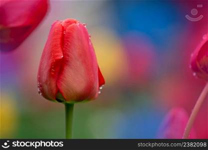 Red beautiful tulip Parad. Red tulips with green leaves. Red spring blooming tulip Parad field