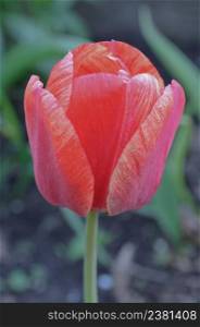 Red beautiful tulip. Red tulips floral background. Red spring blooming tulip