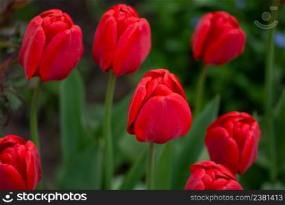 Red beautiful tulip. Red tulips with green leaves. Red spring blooming tulip field