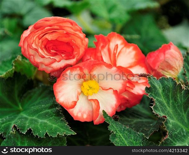 red begonia flowers, close up