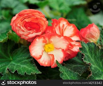 red begonia flowers, close up