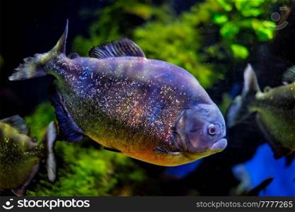 Red-bellied piranha (red piranha) Pygocentrus nattereri underwater. Red-bellied piranha red piranha