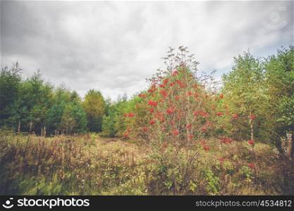 Red berries in autumn in a park with colorful birch trees