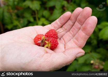 red berries in the hand. Fresh picked raspberries