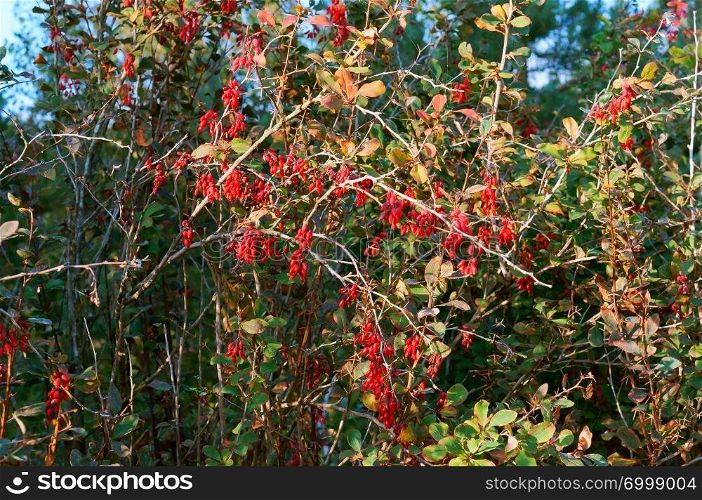 red berries of barberry, ripe berries of barberry on branches of a Bush. ripe berries of barberry on branches of a bush