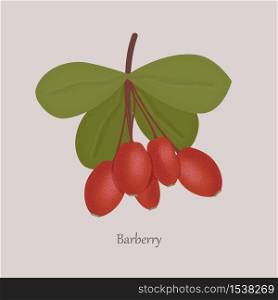 Red berries of barberry with leaves. Healing Berries of a barberry shrub on a gray background.. Red berries of barberry with leaves.