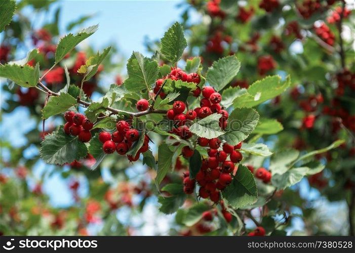Red berries of crataegus monogyna, known as hawthorn on green bush. Red berries of hawthorn