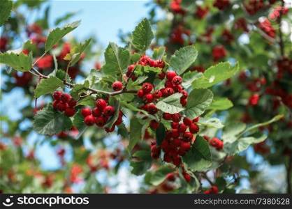 Red berries of crataegus monogyna, known as hawthorn on green bush. Red berries of hawthorn