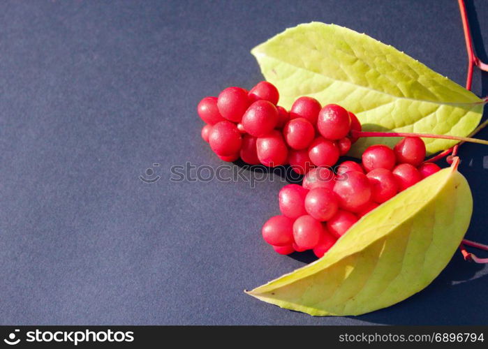 red berries of schisandra. branch of red ripe schisandra with leaves lay on the dark blue background