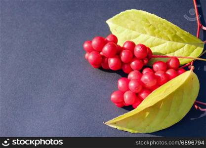 red berries of schisandra. branch of red ripe schisandra with leaves lay on the dark blue background