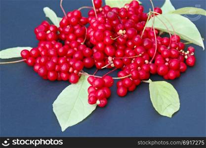 red berries of schisandra. branch of red ripe schisandra with leaves lay on the dark blue background