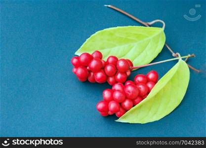 red berries of schisandra on the blue. branch of red ripe schisandra with leaves lay on the dark blue background