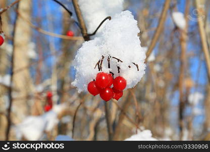 red berries of the viburnum in snow