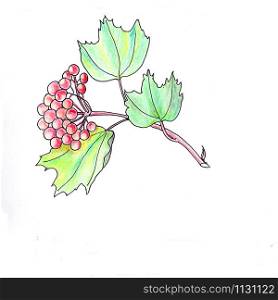 Red berries of viburnum on a white background, illustration drawn watercolor pencils