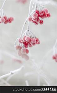 Red berries of Viburnum. Red guelder rose. . Winter frozen viburnum guelder rose
