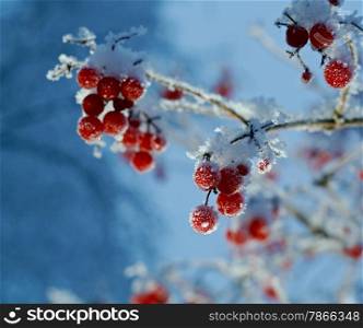 Red berries of viburnum with hoarfrost on the branches . closeup