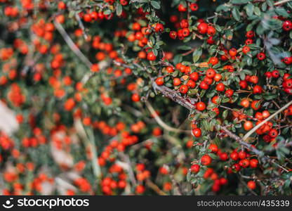 Red berries on green bush background