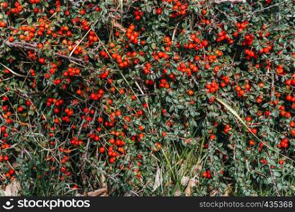 Red berries on green bush background