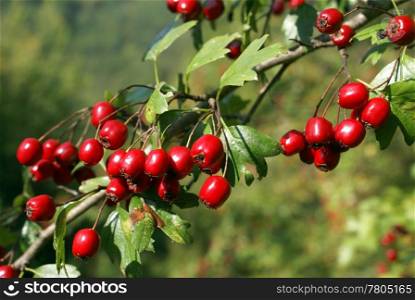 Red berries on the tree