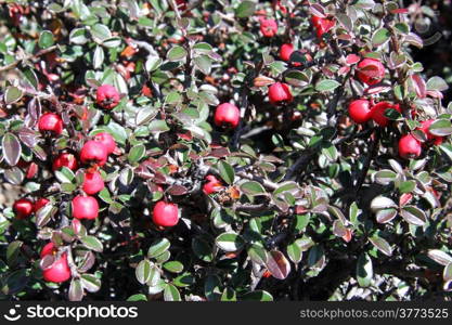 Red berry a nd green leaves on the bush in Nepal